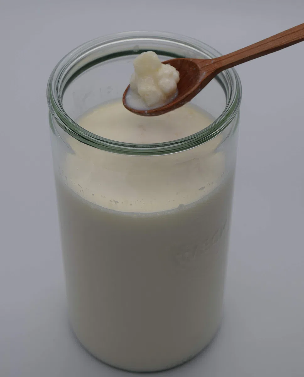 Milchkefir Starterset groß, Kefirknollen aktiv und vital