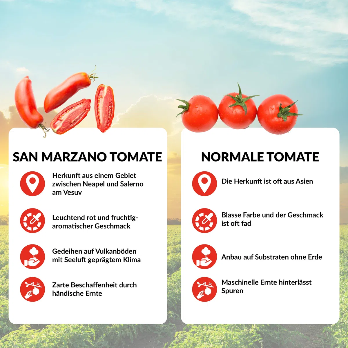 DELICRET - San Marzano Tomaten 400g aus Kampanien vom Rande des Vesuv "Das rote Gold" (24x San Marzano Tomaten)