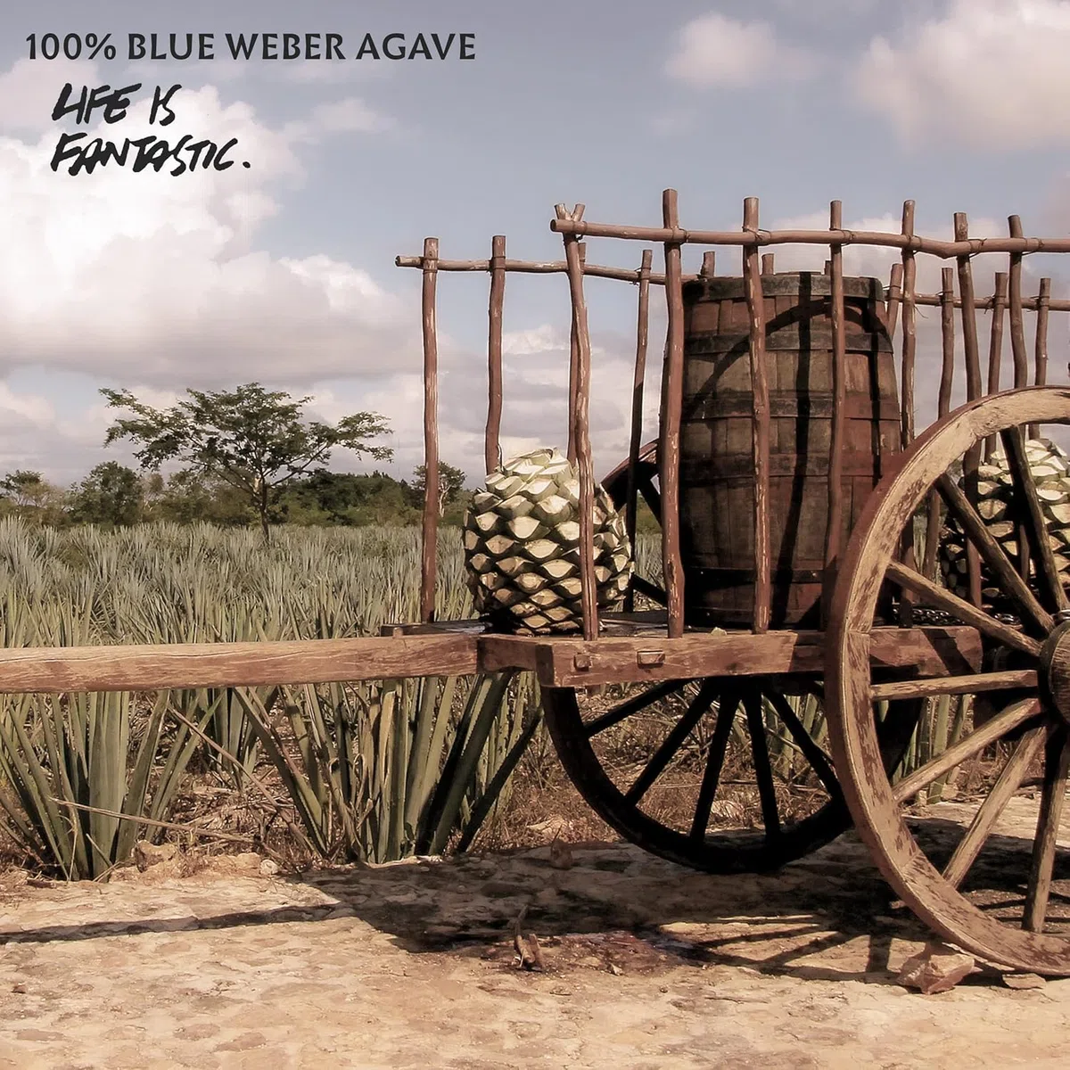 Padre azul Tequila Trio Tasting & Geschenkset mexikanischer Super Premium Tequila Silver Reposado Anejo 40% vol. 3x50 ml