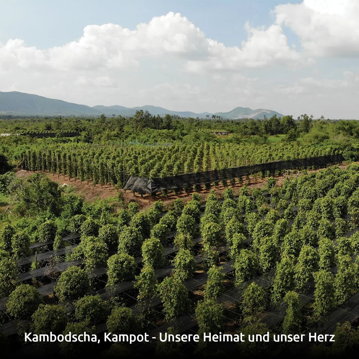 Pepper Field Kampot Pfeffer Schwarz – Premium Schwarzer Pfefferkörner Ganz aus Kambodscha, Frisch & Aromatisch, Ganze Pfefferkörner für Mühle & Küche, Great Taste, Ideal zum Kochen & Grillen (100g)