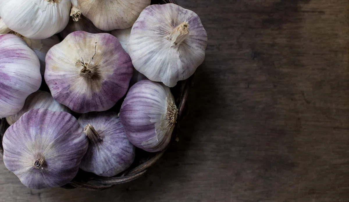 Hymor spanischer lila Knoblauch - 3kg - Ajo Morado aus Las Pedroñeras | besonders gesund | intensiv im Geschmack | gut bekömmlich | auch zum Pflanzen geeignet | als Würzmittel