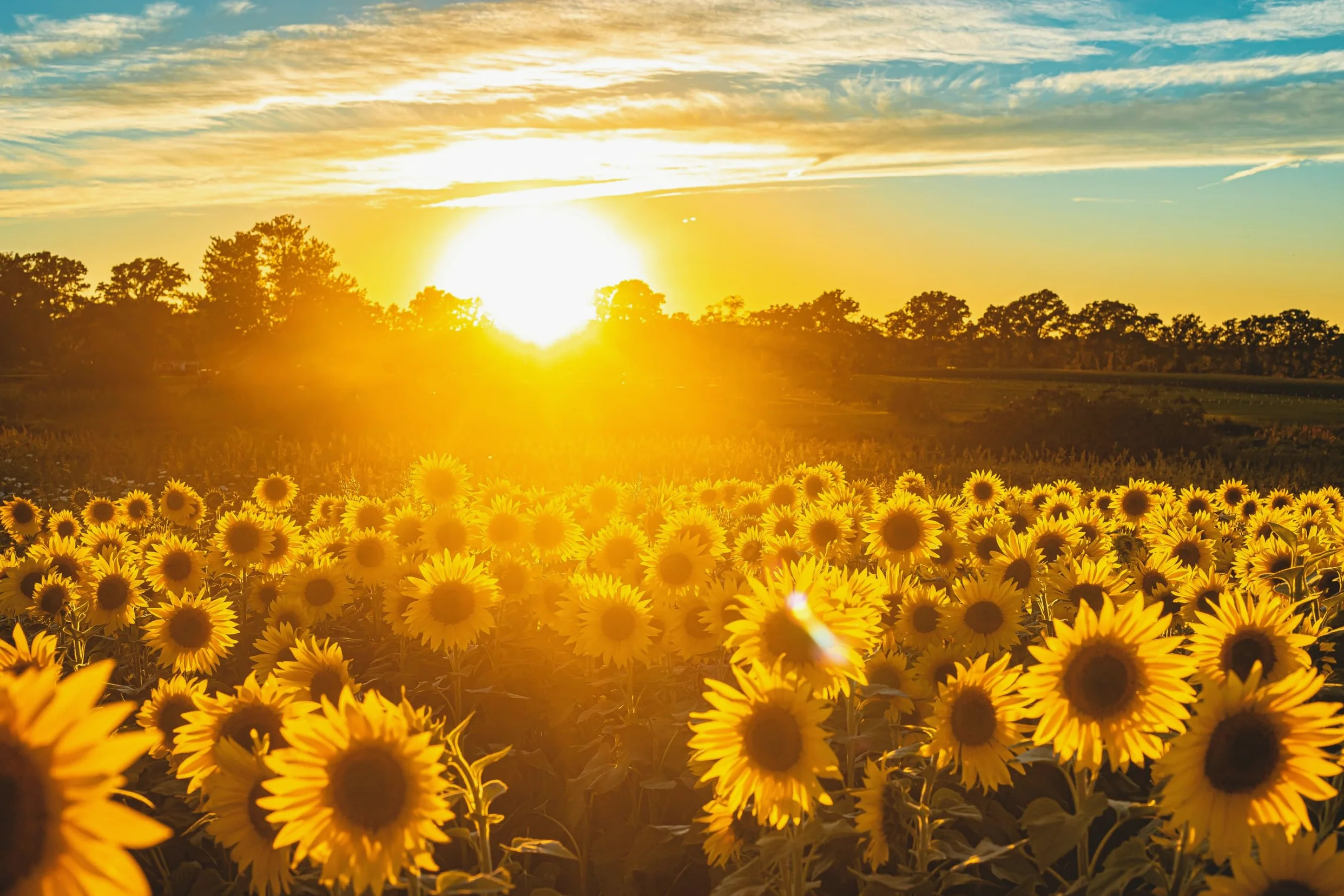 Kamelur Bio Sonnenblumenkerne geschält 2kg – Sonnenblumenkerne zum Backen, Kochen & Salat – geschälte Sunflower Seeds aus kontrolliert biologischem Anbau